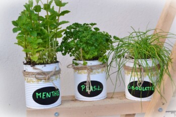 plantes aromatiques à portée de main.jfif